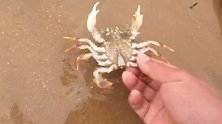 大潮在沙滩上捡到漂亮的松塔，还收获了大蛏王