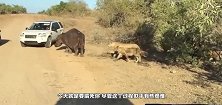 河马被狮子追击，慌忙下，一口咬住旁边的车子求救，这是闹哪样