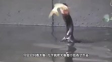 鸬鹚抓到一条鱼，本想着能饱餐一顿！谁料吃到怀疑鸟生！