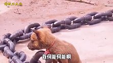狗：您为了留住我真是煞费苦心，这铁链子不得比我值钱？