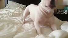 开启自嗨模式的斗牛犬狗狗,在床上玩得好起劲
