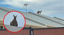 澳大利亚：一只袋鼠跑上民居房顶，在上面跳来跳去