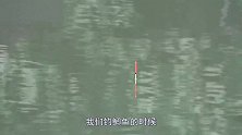 浮漂怎么选，初学钓鱼是不是很纠结？了解这些足以应对复杂的鱼情
