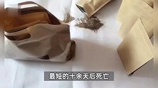 武当山药王谷死亡患者增至30人？为举证有患者愿以身试药，此前有报告称“秘方药”符合规定