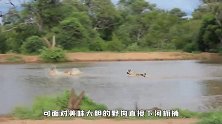落单黑斑羚被野狗群盯上，野狗直接下河抓捕，羚羊的下场太惨了