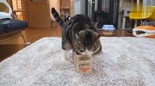 狸花猫：千方百计想钻进小盒子里，这是太低估自己的体型了吗