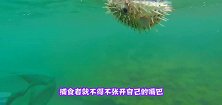当河豚遇上液压机，会发生什么这一幕直接把我看愣了