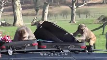 一只奇怪的猴子蹲在石头边，不停的哭泣着，这家伙到底怎么了