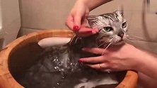 猫咪害怕水不存在的，一只喜欢泡澡的猫咪！