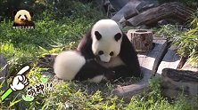 熊孩子“梦想”使出浑身解数撒娇求关注，可熊猫妈妈就是不理睬