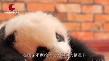 国宝大熊猫死后，熊猫尸体到底是怎么处理的？看完心里不是滋味