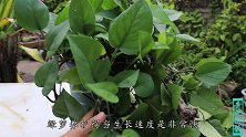绿萝不长藤？解决掉4个问题，藤蔓猛长2米长