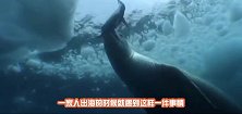 虎鲸围杀海豹，机智的海豹上船向人类救助，镜头记录惊险一幕