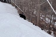 美国一只母熊带着三只幼崽在游客面前横穿滑雪道