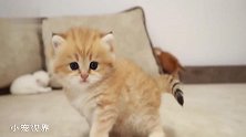 使劲摇尾巴的小奶猫，一脸呆萌：这小尾巴有自己的想法