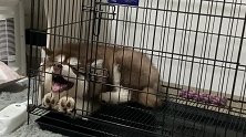 别管我，我就喜欢这样睡觉