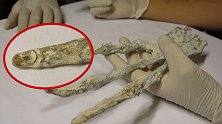 头皮发麻！秘鲁发现有3只手指的巨型“外星鬼爪”
