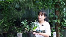 石斛兰冒芽后，施肥“双管齐下”，新芽长得粗又壮！