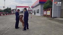 训导员离队，搜救犬紧追1公里不愿离开