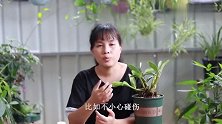 石斛兰长新芽后，学会这样“护芽”，新芽不腐烂还蹭蹭长！