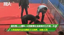 山西度假村内惊现斗狗场，斗狗者拍手叫喊催战：给我往死里咬