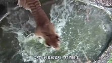 动物：被老虎舔一口会怎么样？看看这冰块就知道
