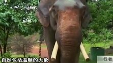 你敢这样零距离的接触大象吗？