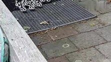 小鸭子在羊入虎口吧，小鸭子们自己跑进家里，让猫抓