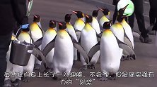 一群萌企鹅挨个下楼梯，最后出场的一只亮了，这完全就是猕猴桃嘛