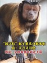 重庆：“国字脸”猴子重庆分猴来啦！确实又丑又可爱