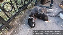 猫妈妈和七只小猫住在公园里，好心小哥每天都会来喂养！
