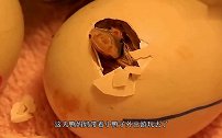 小黄鸭跟主人去上课，听到一半就坚持不下去了，黄鸭一上课就困