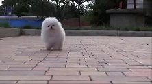 走路蹦蹦跳跳的小奶狗，太逗了，承包了我一天的笑点