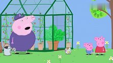 小猪佩奇：猪爷爷精心照料番茄，结果就是不长大，还没有手掌大！