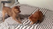猫咪被狗狗一记回旋踢踢飞，网友：这大概是全网第一只打赢猫的狗