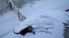 躺在雪地里的猫咪，看你这悠闲的姿态，也是个不怕冷的吗