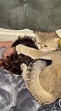 萌娃烫了个头，把猫咪迷的神魂颠倒#热点追踪