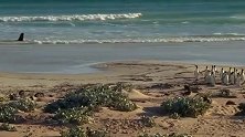 海狮追杀企鹅，看它们跑真是急死人了