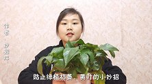 冬天绿植容易枯萎怎么办花农教我一招，植物立马变得翠绿又爆盆