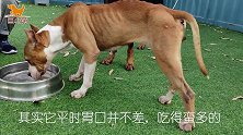 洁癖者慎看！瘦弱斯塔福犬怎么吃都长不胖，还当着主人面前吃屎