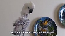 羽毛被拔光的鹦鹉，站在竿子上和主人叫嚣，镜头拍下搞笑过程！