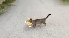 狸花猫叼着小老虎翻墙，可嘚瑟了！