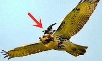 空中霸主老鹰也有“天敌”，一旦被这种小鸟盯上，插翅也难逃
