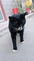 好可爱的黑猫警长