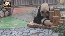 胖乎乎的熊猫妈妈和宝贝小打小闹的场景好温馨，好有爱