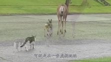 真正的“躺枪”！狗子在一边看热闹，不料竟惨遭暴打！