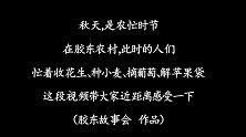 收花生、种小麦、摘葡萄、解苹果袋，胶东农村秋天的真实场景