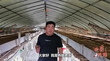 为啥不提倡地面养殖？老张走访养户，标准化网床打造案例！