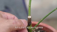 养护绣球花，让它冒出更多的侧枝，就用这个“方法”