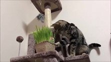 主人辛辛苦苦种的猫草，被家里的猫咪当玩具，真是欲哭无泪